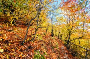 Entdeckten Sie die bunten Farben des Herbstes. Foto: Evgeni Dinev, freedigitalphotos.net 